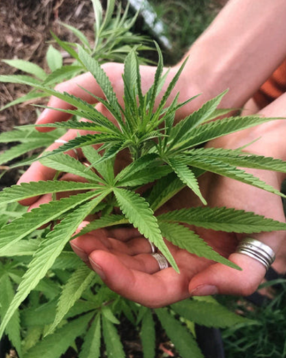 Hemp and CBD
