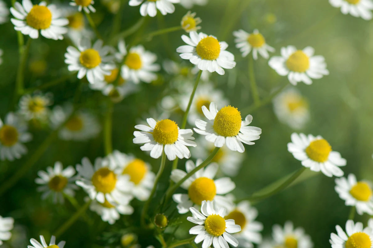 Chamomile Herbal Extract (Tincture)