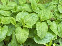 Lemon Balm Herbal Extract (Tincture)