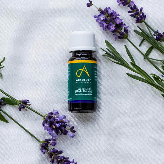 Absolute Aromas Lavender High Altitude essential oil in a 10mL bottle.